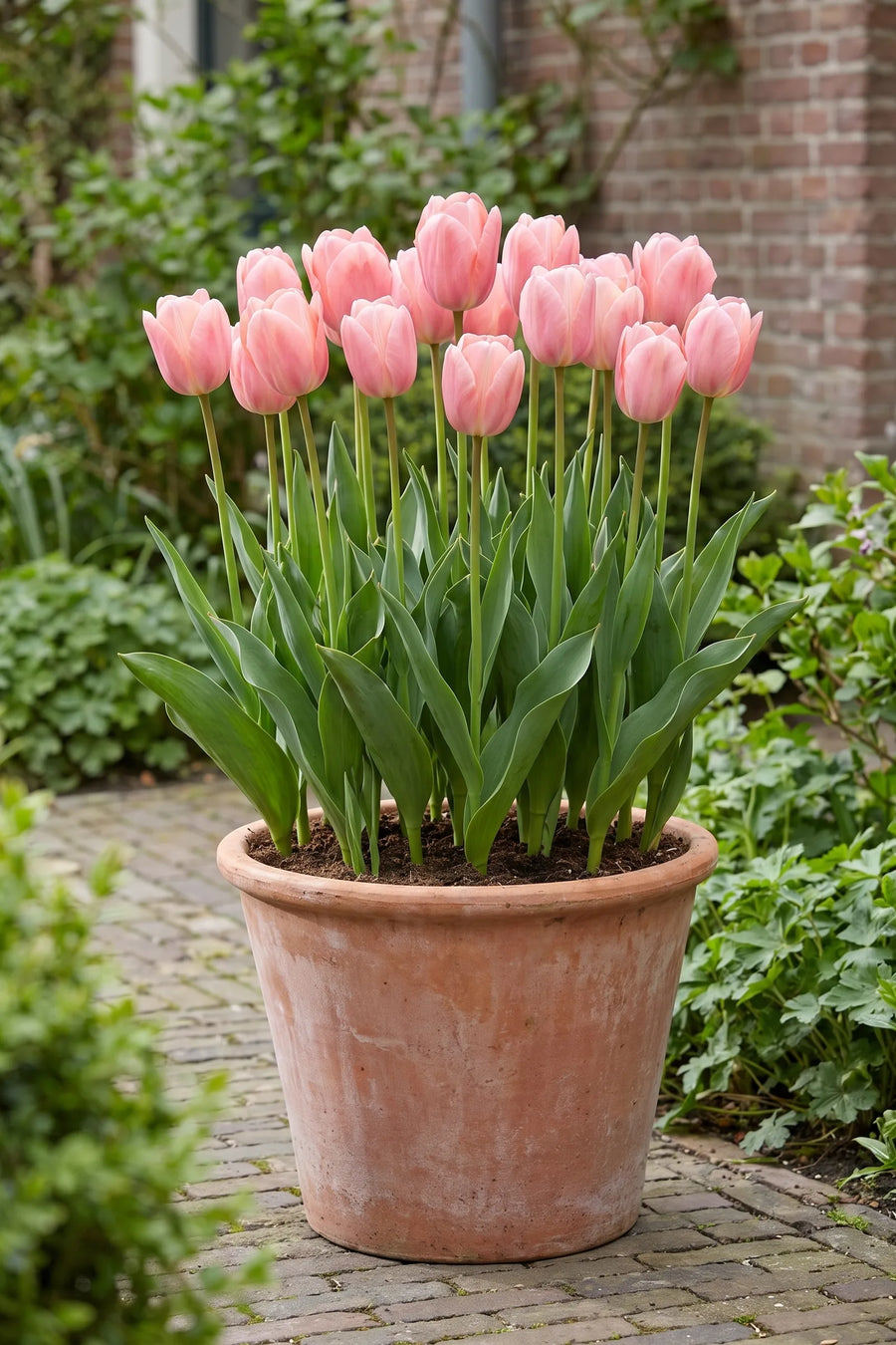 Tulipa Mystic van Eijk in een pot op een terras