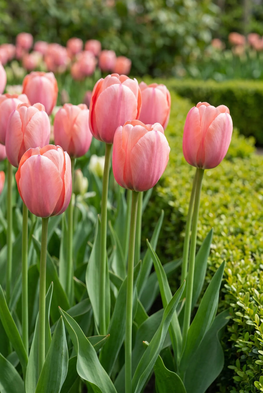 Tulipa Mystic van Eijk — in de tuin