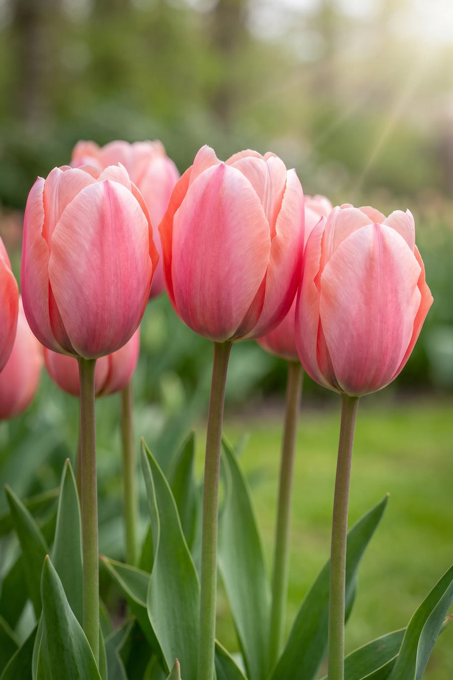 Detail van de bloemblaadjes van Tulipa Mystic van Eijk