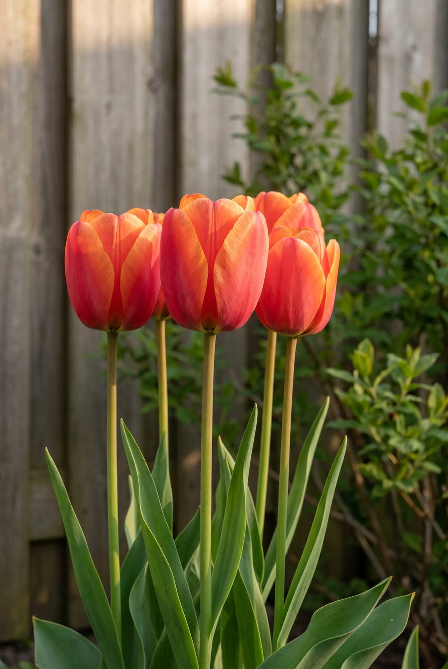 Tulipa Miss Brandy — in de border