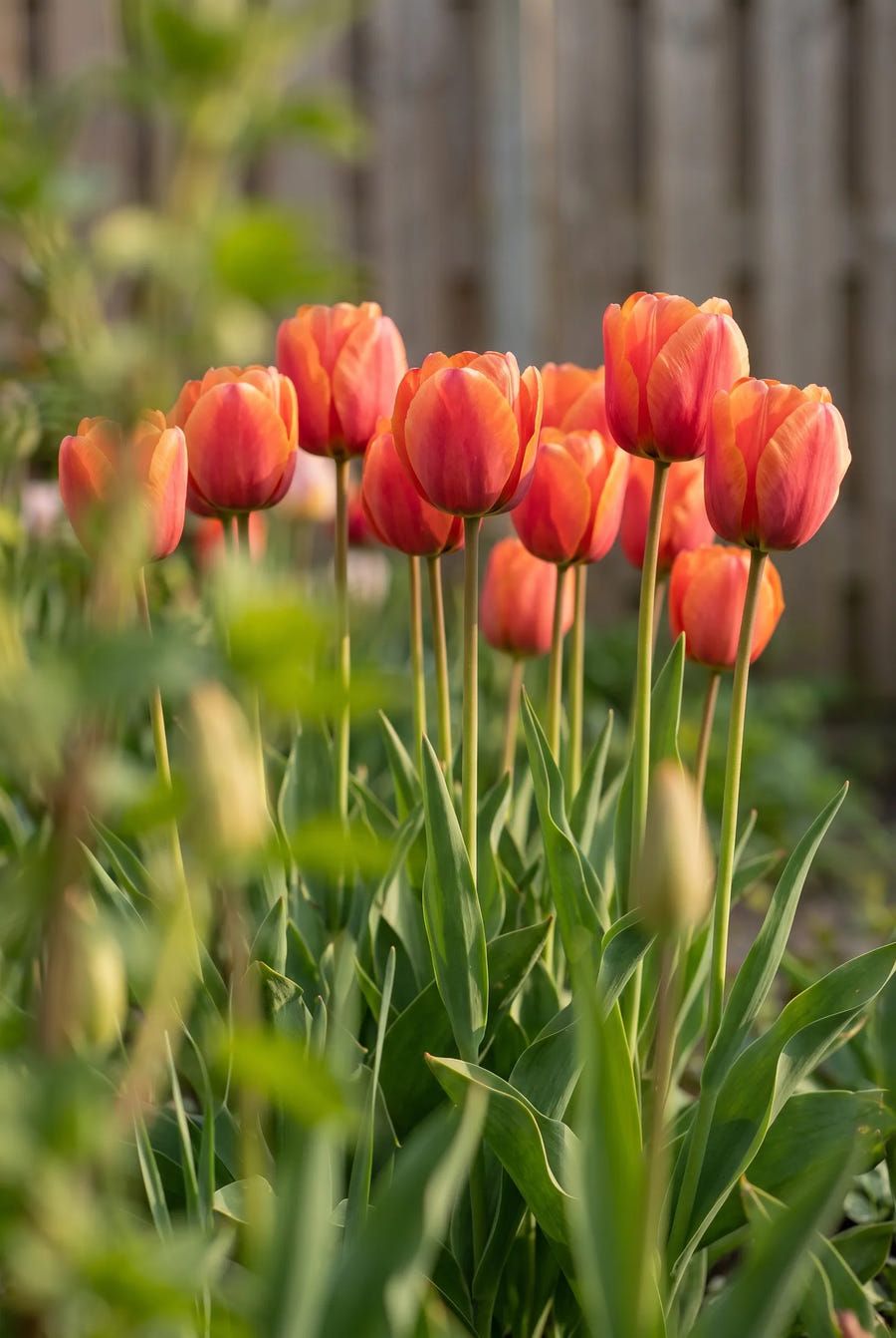 Tulipa Miss Brandy — in de tuin