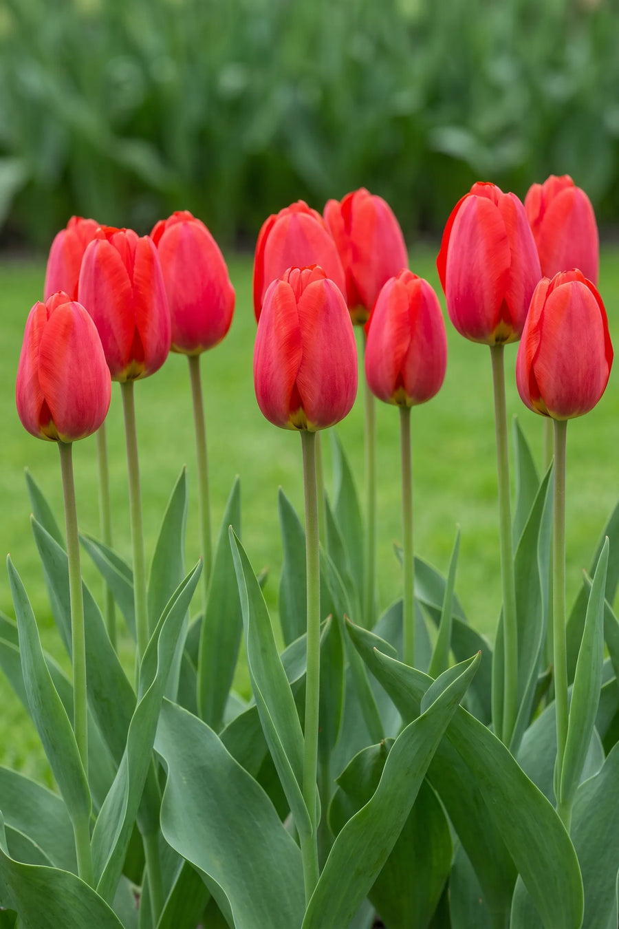 Groep Tulipa Parade in een tuinborder