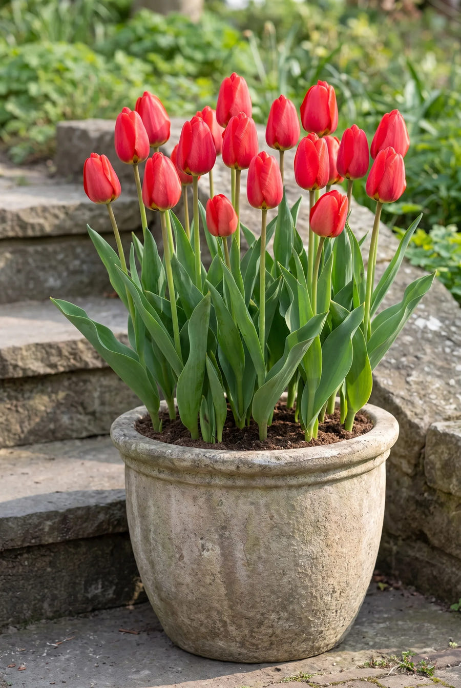 Tulipa Parade — in pot op terras