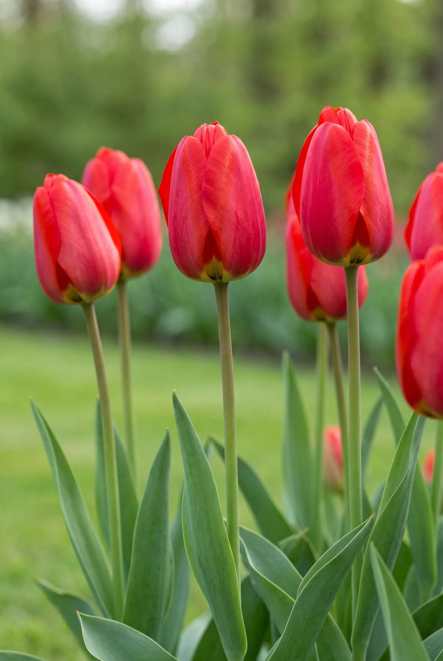Tulipa Parade — in de tuin