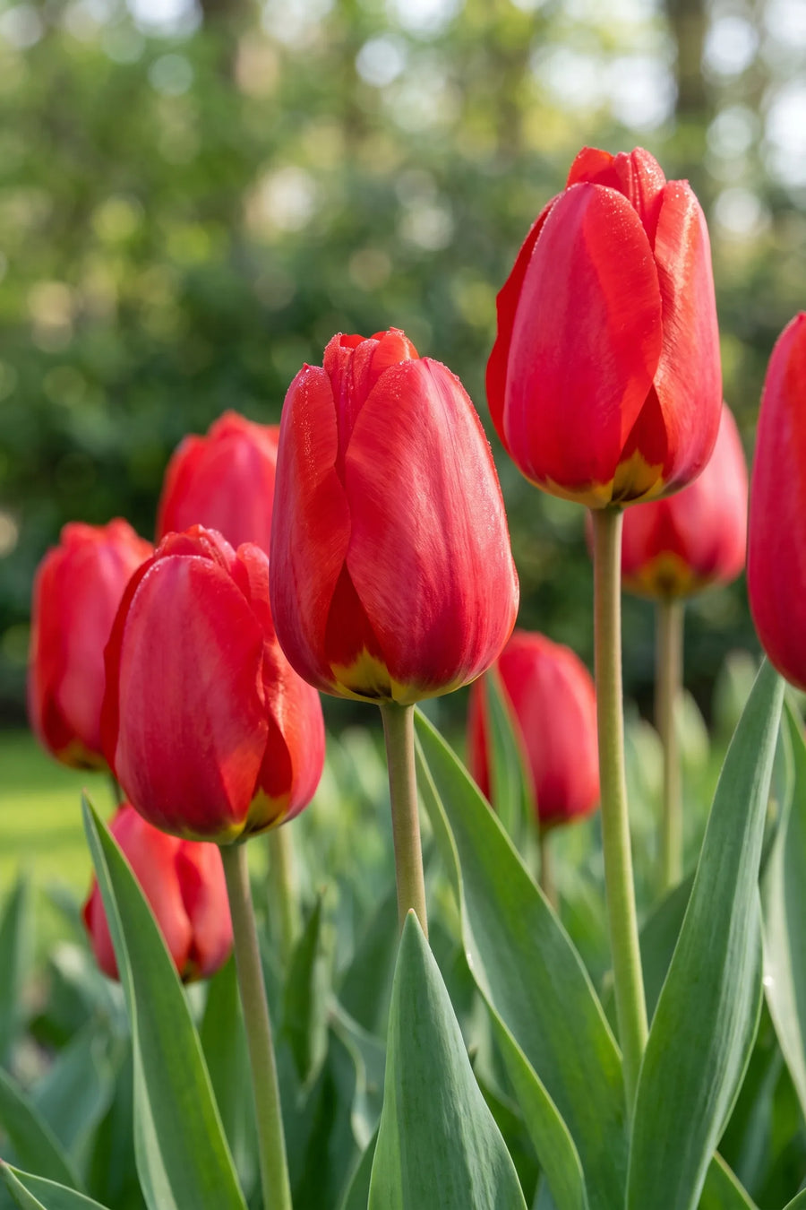 Detail van de bloemblaadjes van Tulipa Parade