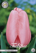 Tulipa Pink Impression