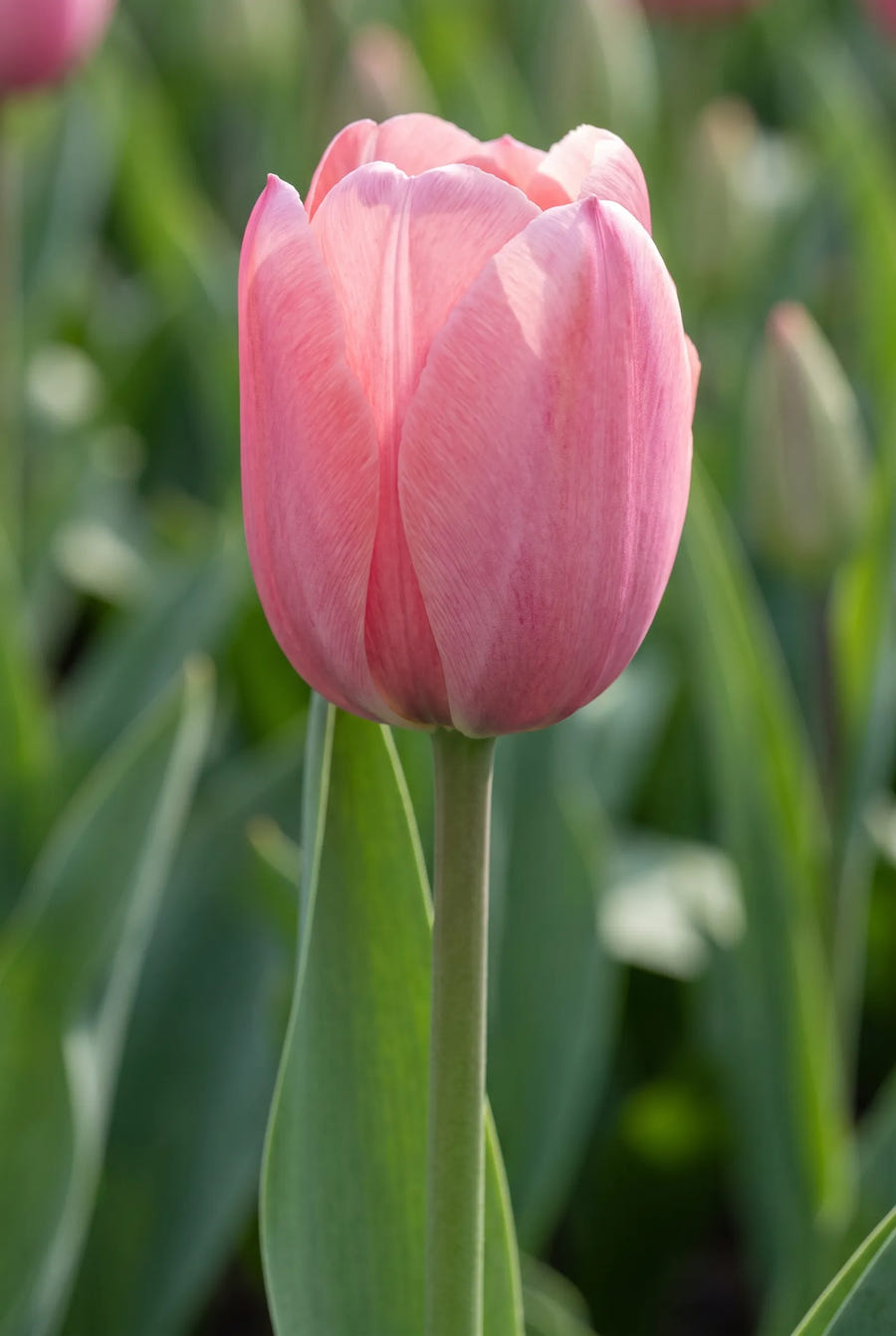 Tulipa Pink Impression — close-up van de bloem