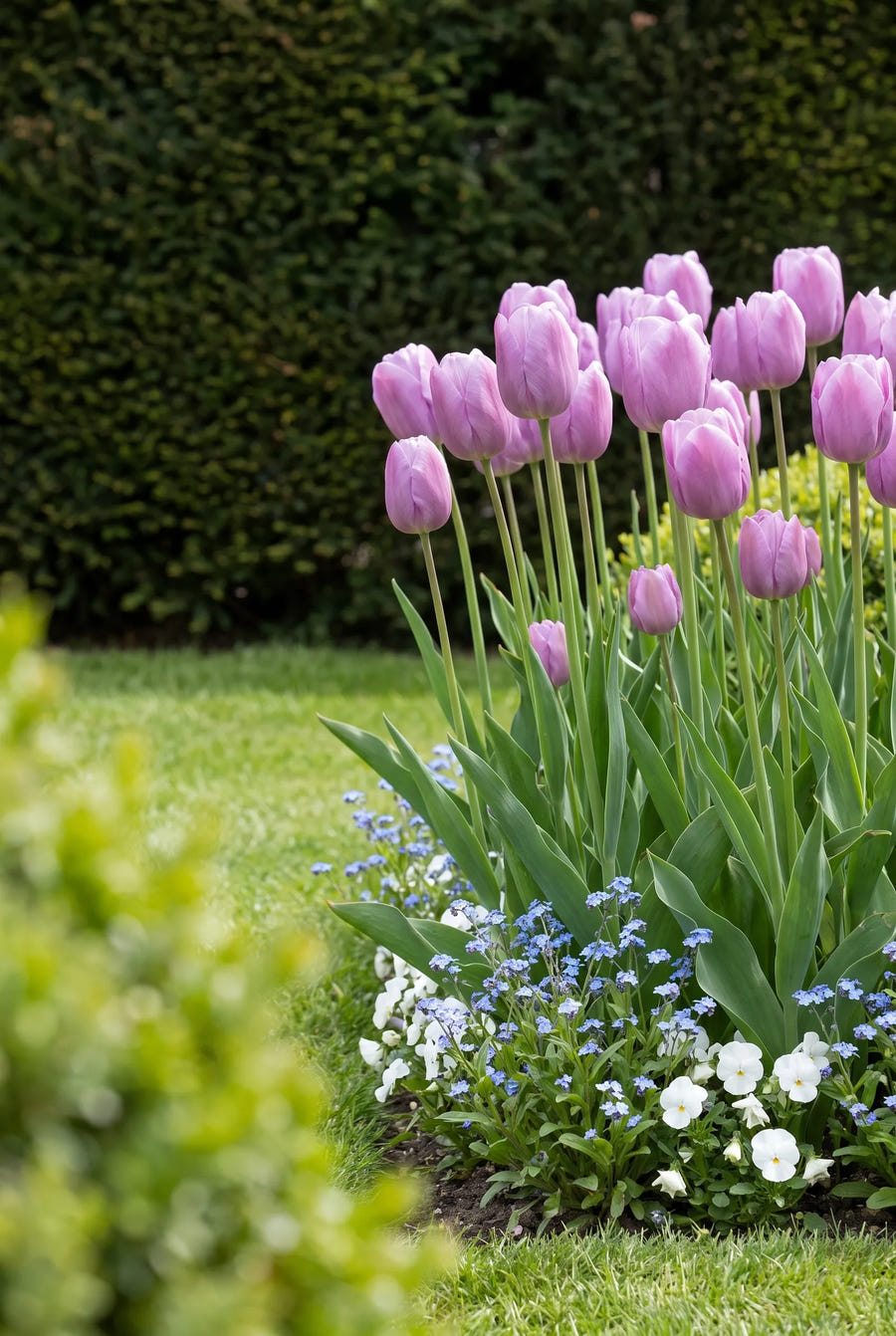 Tulipa Purple Pride — in de border