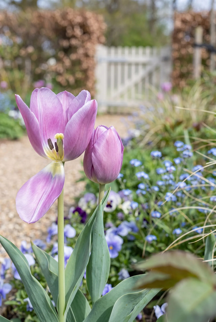 Tulipa Purple Pride — close-up van de bloem
