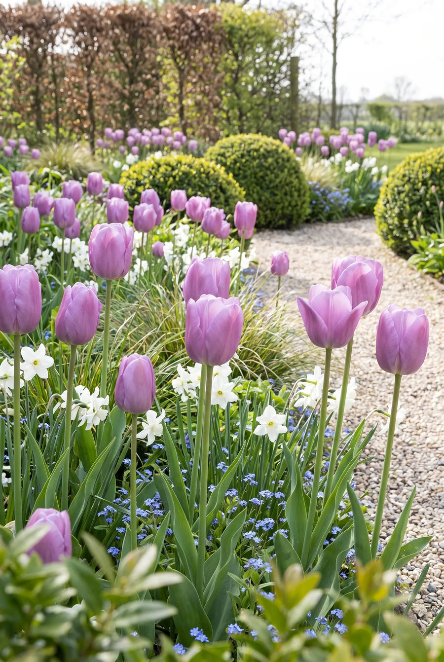 Tulipa Purple Pride — groep in de tuinborder