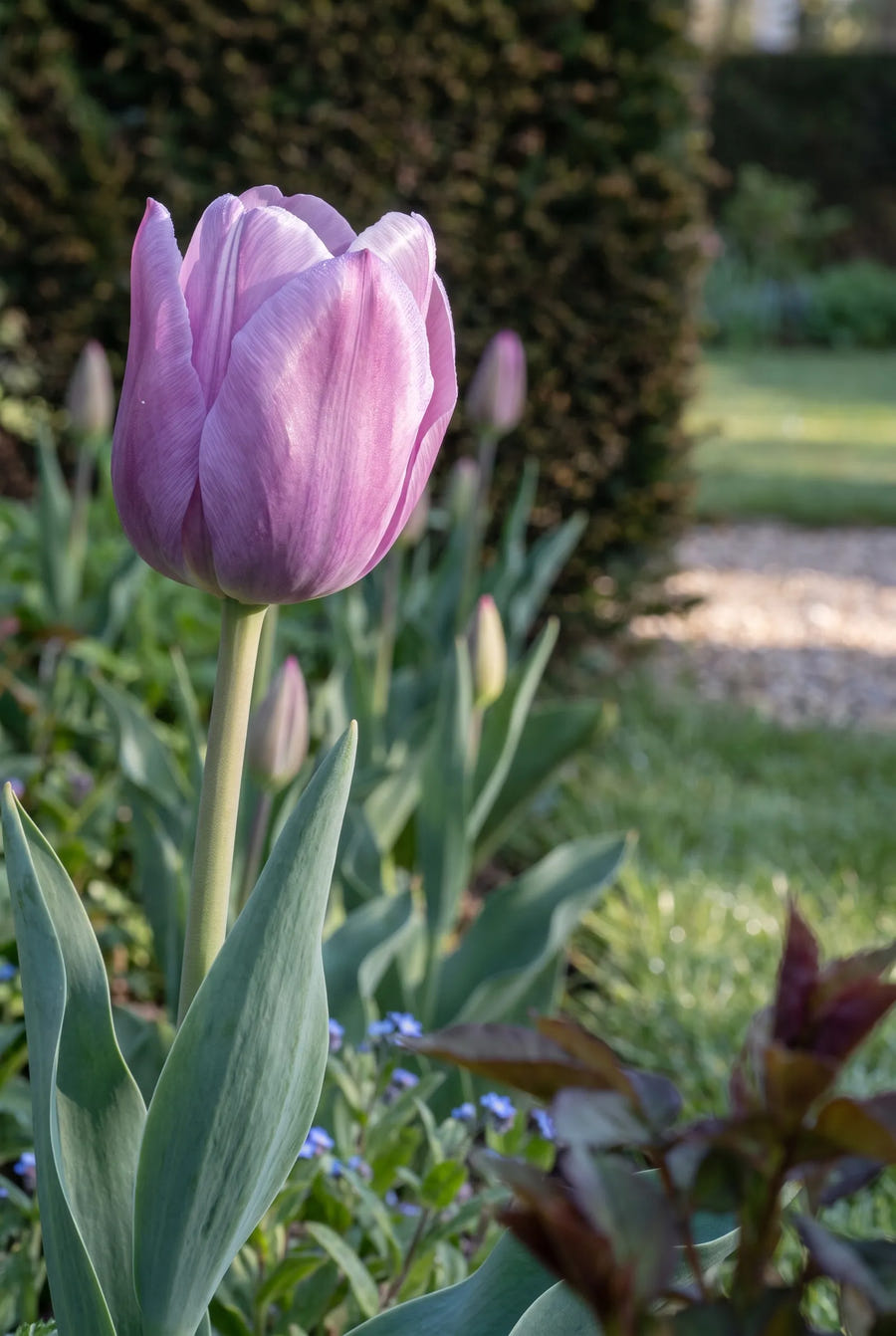 Tulipa Purple Pride — sfeerbeeld