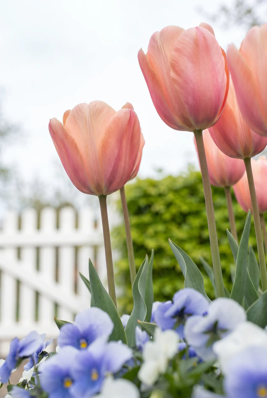 Tulipa Salmon Impression — in de tuin