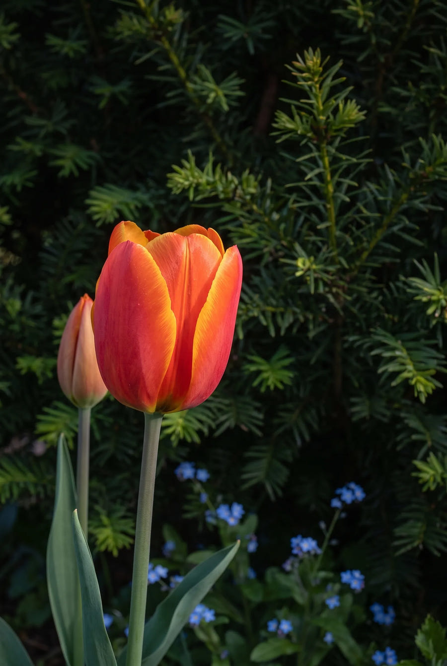 Tulipa World's Favourite sfeerbeeld