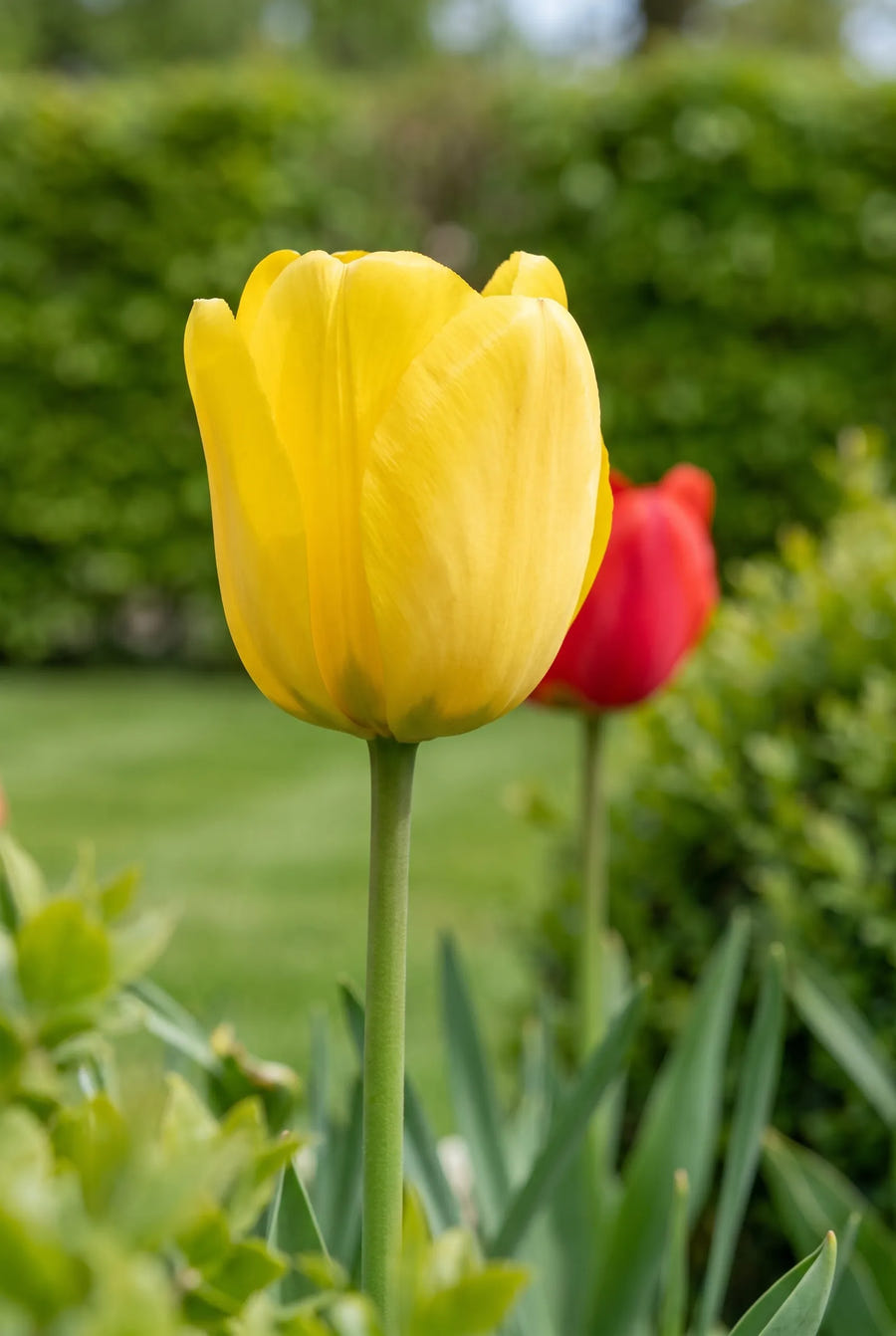 Tulipa Darwin Hybrid Mixed close-up van de bloem