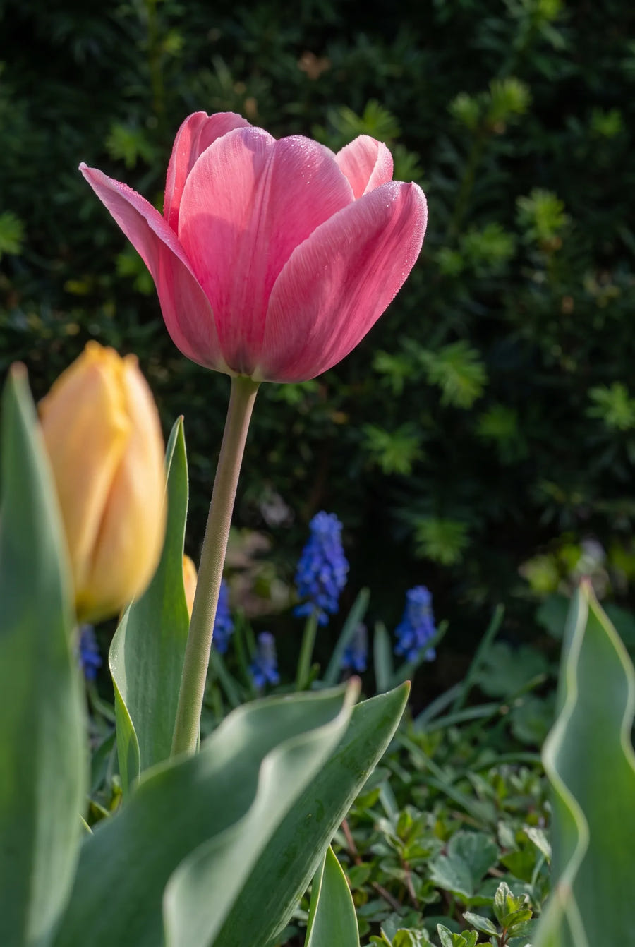 Tulipa Darwin Hybrid Mixed sfeerbeeld