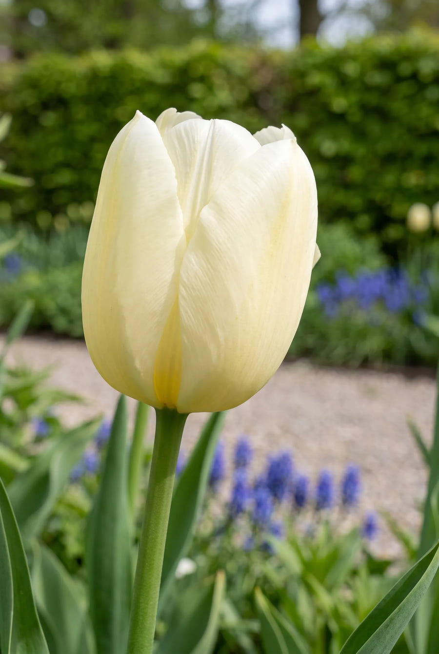 Tulipa City of Vancouver close-up van de bloem