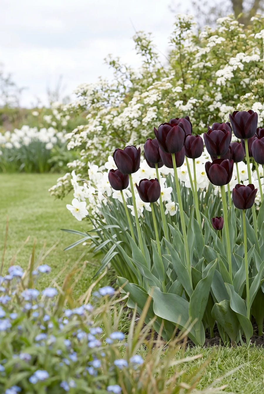 Tulipa Queen of Night in de border