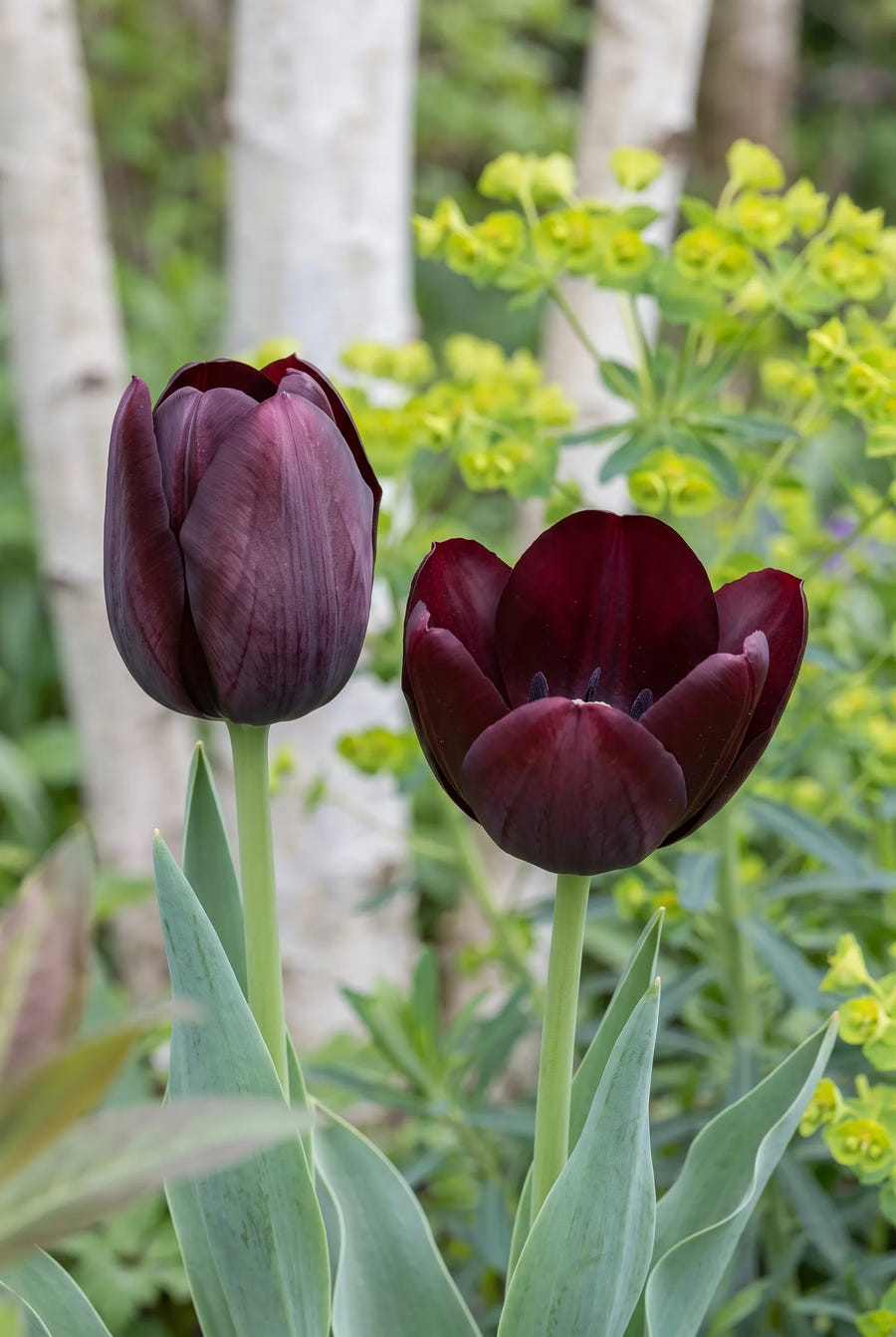Tulipa Queen of Night close-up van de bloem