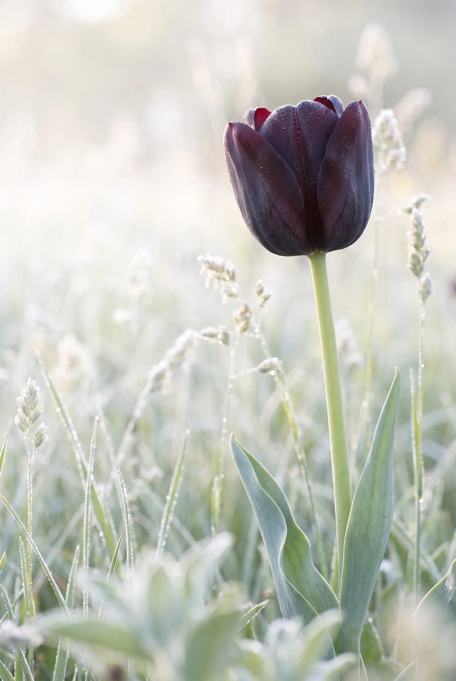 Tulipa Queen of Night sfeerbeeld