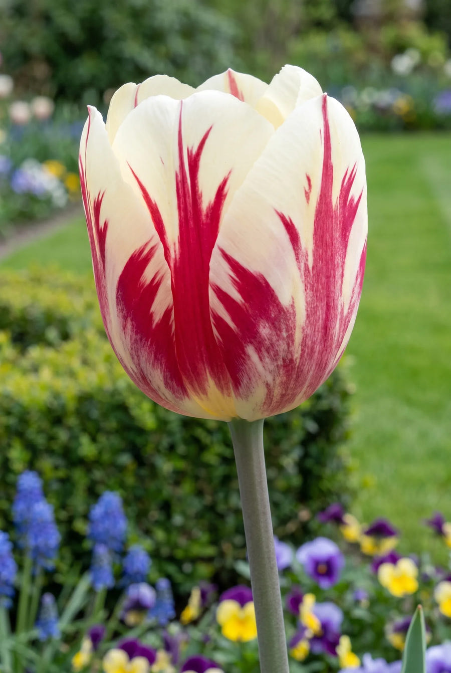 Tulipa Sorbet close-up van de bloem