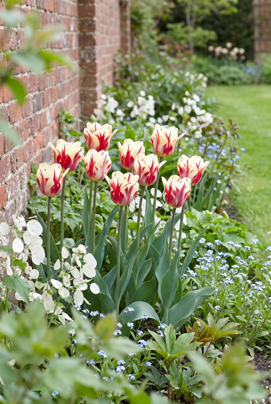 Tulipa Sorbet groep in de tuinborder