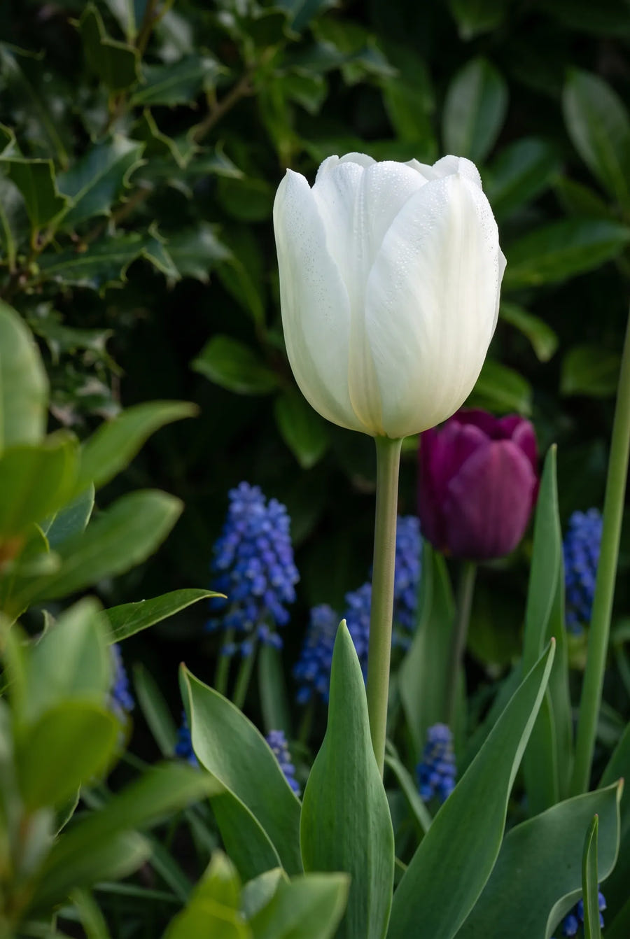 Tulipa Single Late Mixed sfeerbeeld