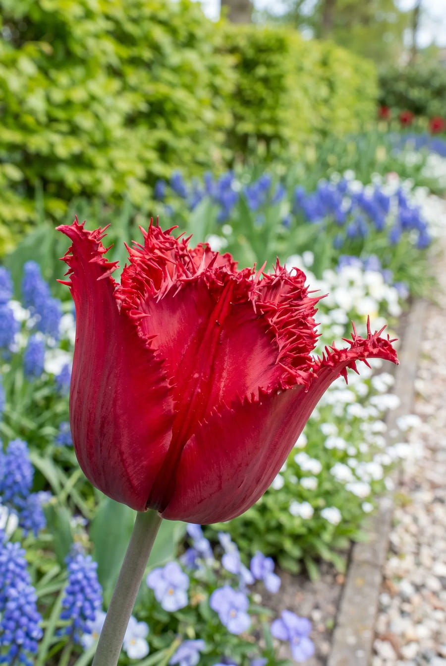 Tulipa Barbados close-up van de bloem