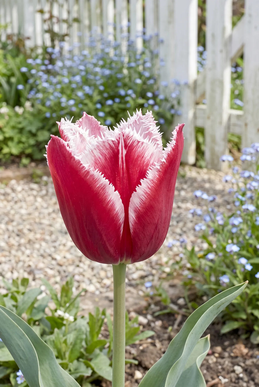 Tulipa Canasta close-up van de bloem