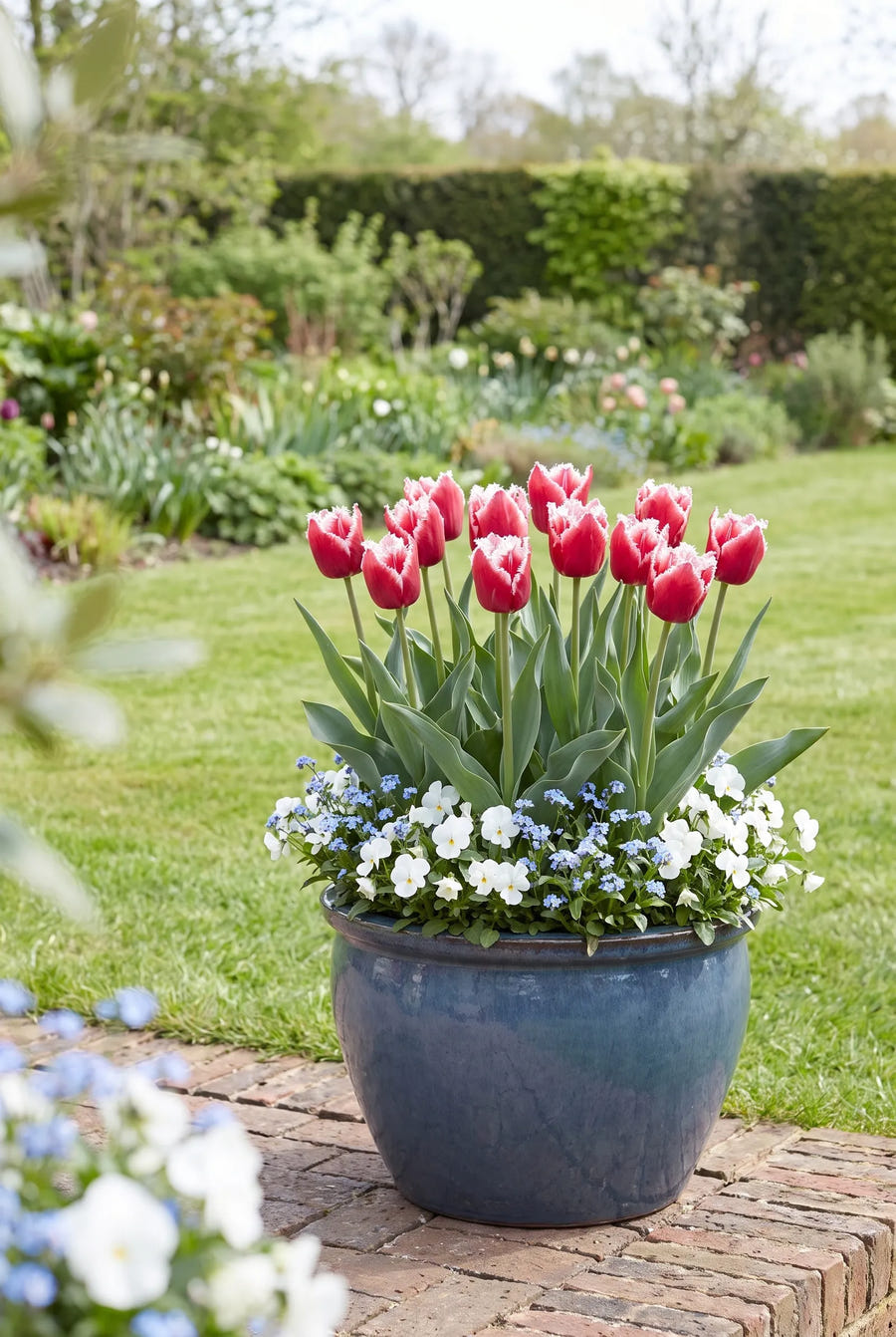 Tulipa Canasta in pot op terras