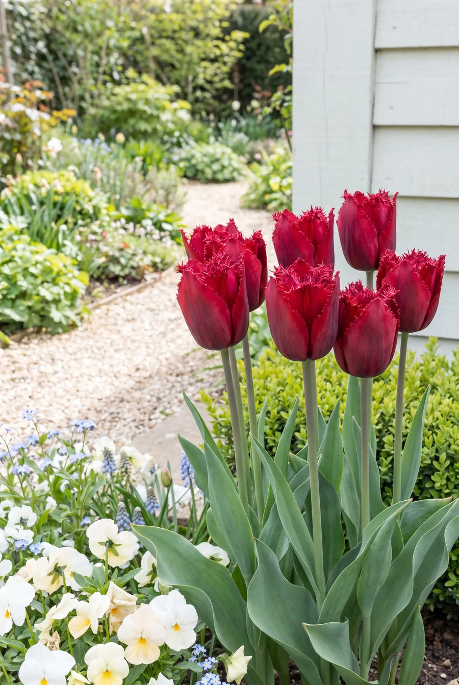 Tulipa Crystal Beauty — in de border