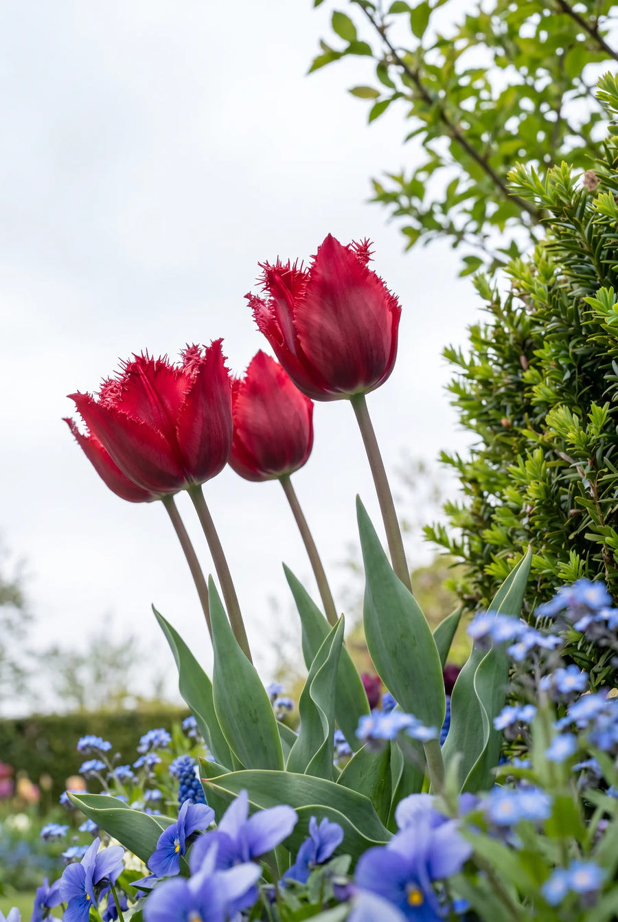 Tulipa Crystal Beauty — in de tuin