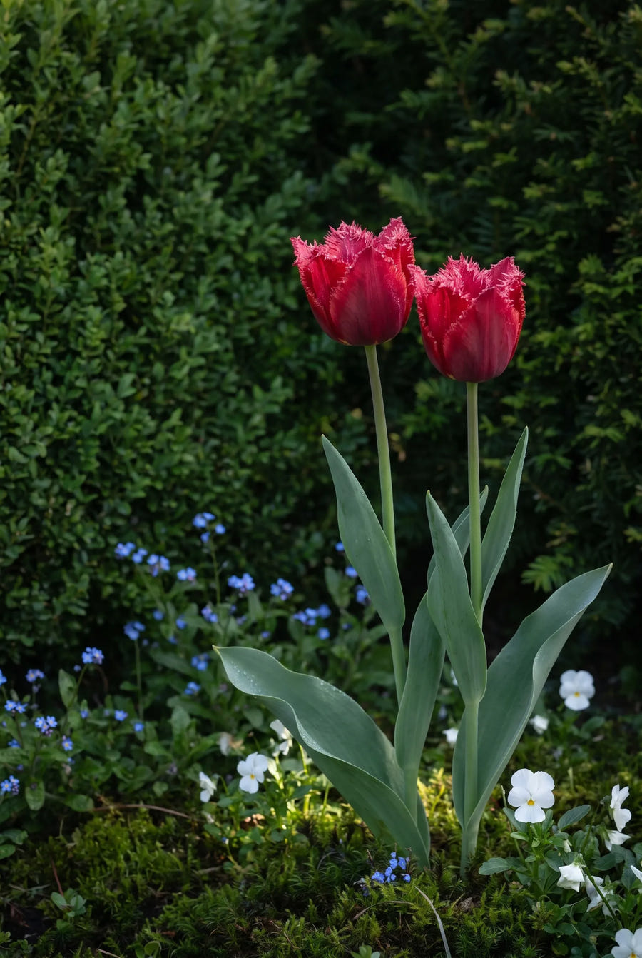 Tulipa Crystal Beauty — sfeerbeeld
