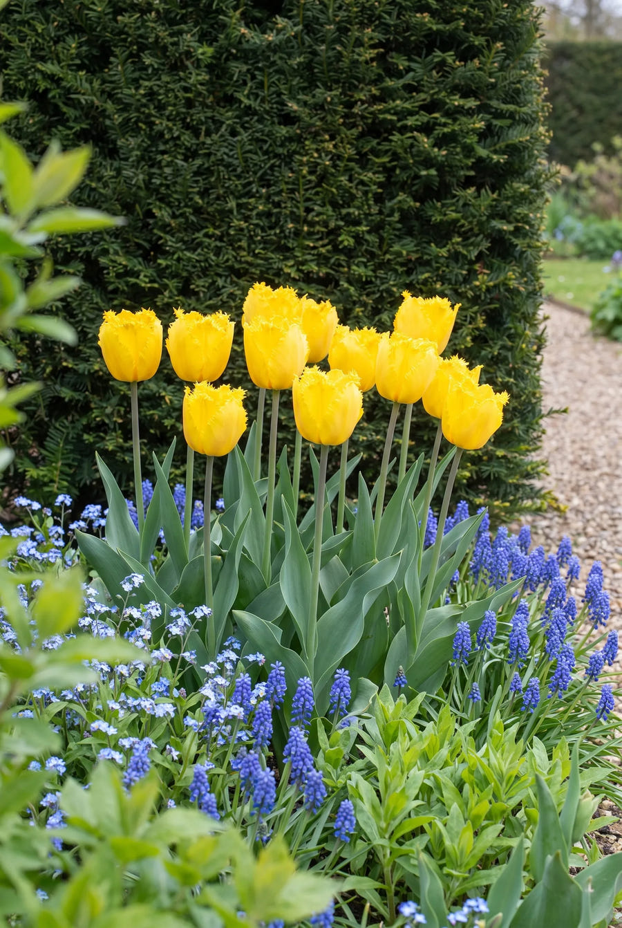 Tulipa Crystal Star groep in de tuinborder