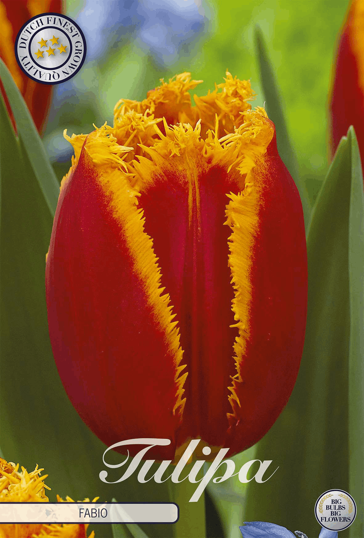 Tulipa Fabio