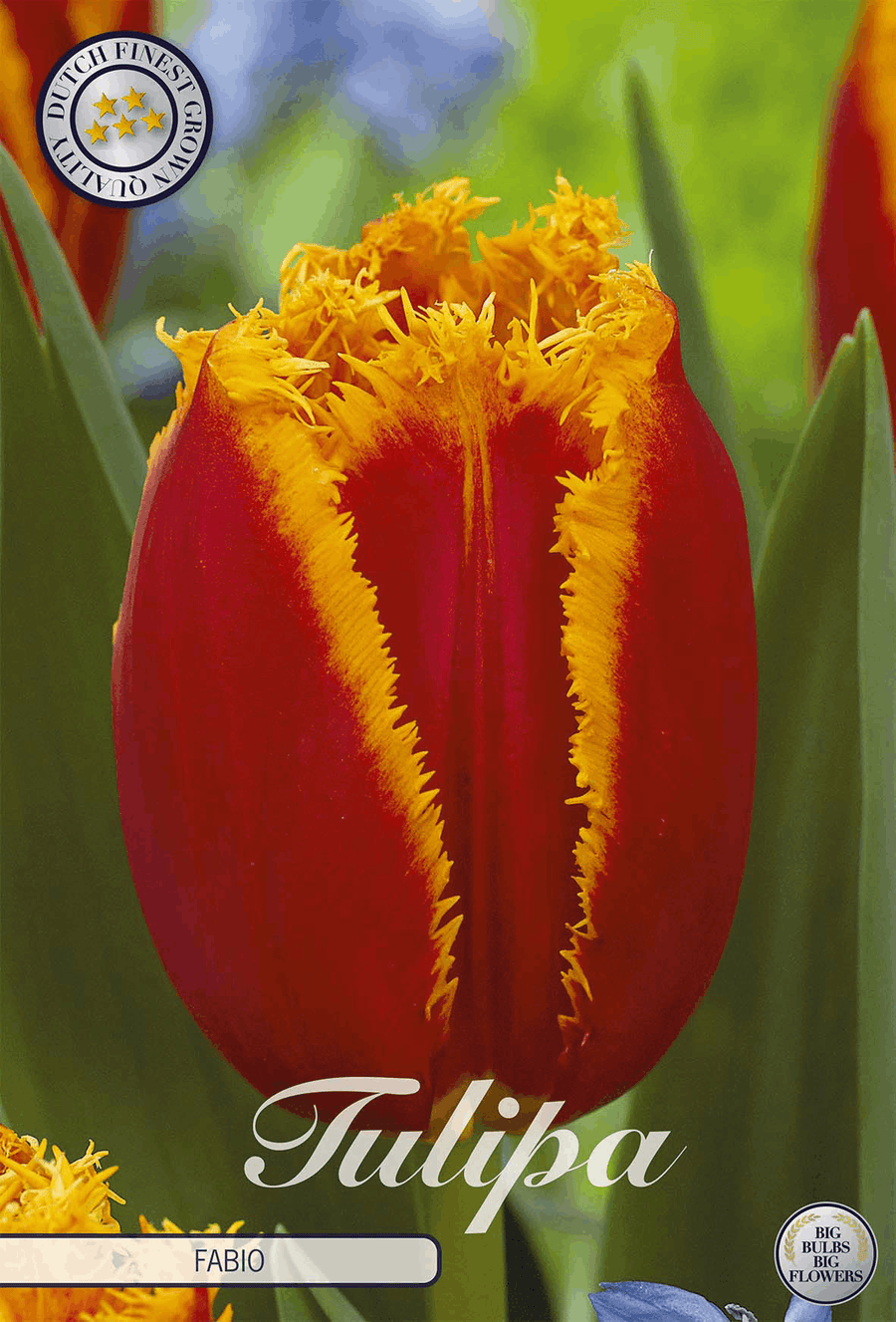 Tulipa Fabio
