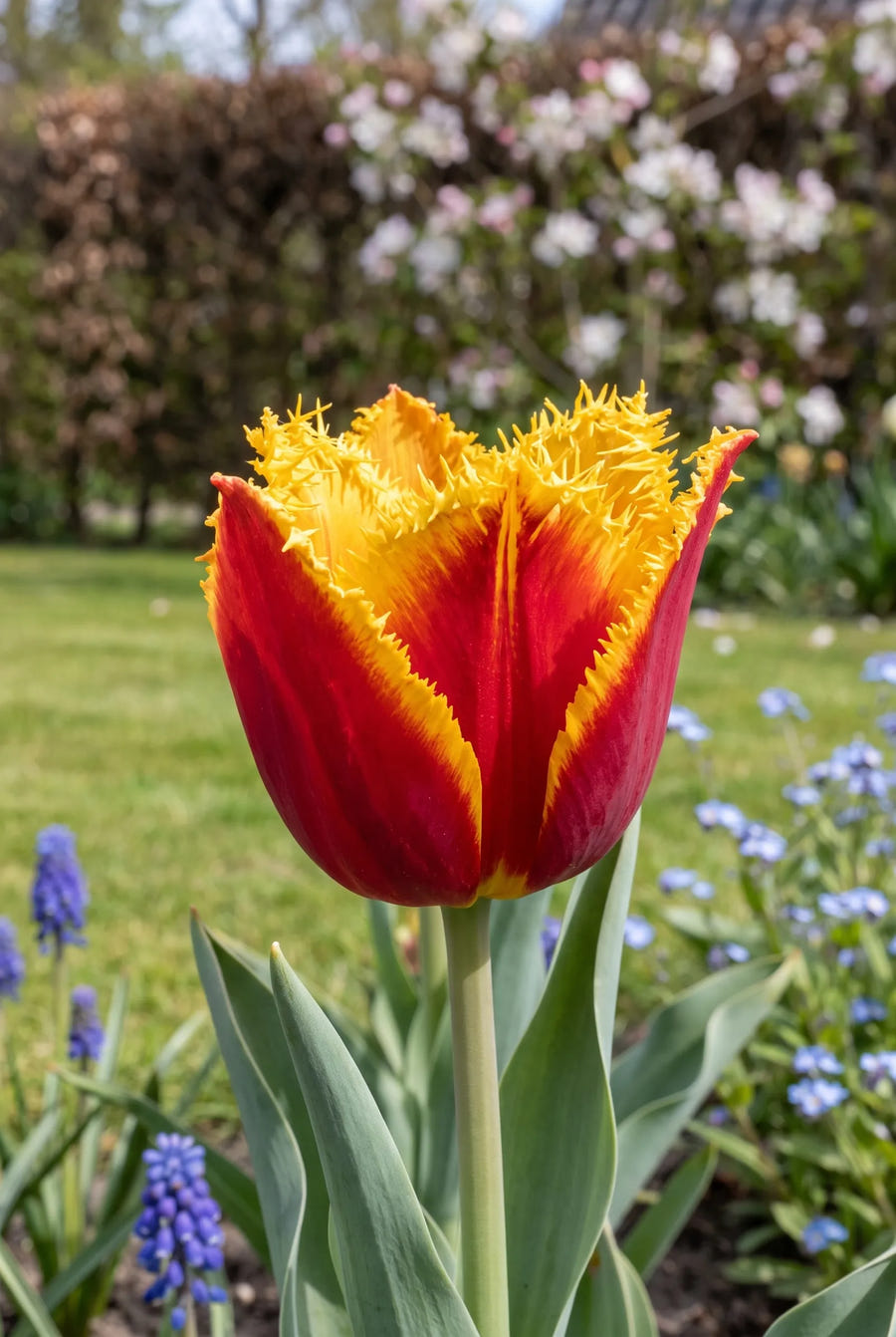 Tulipa Fabio close-up van de bloem
