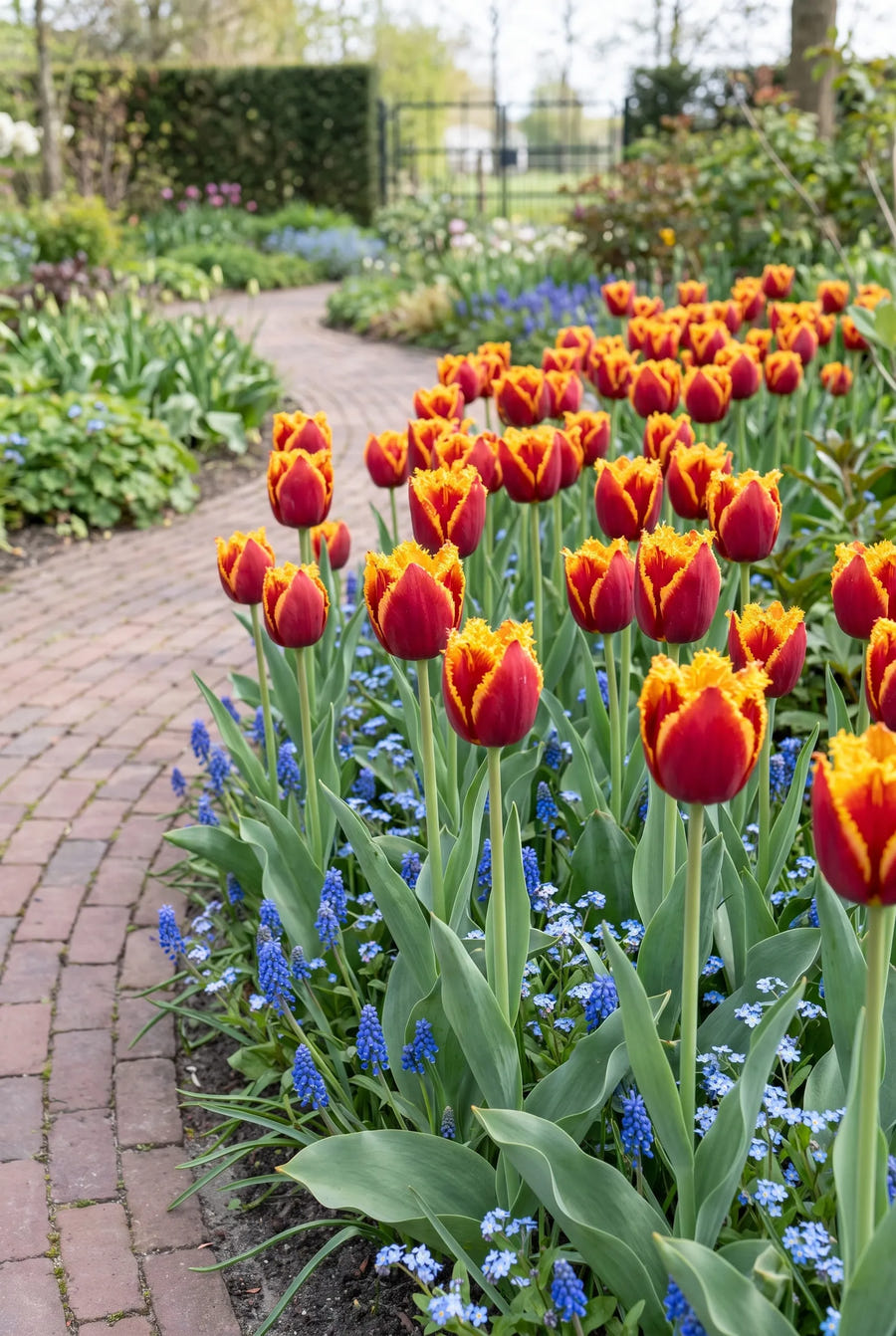 Tulipa Fabio groep in de tuinborder
