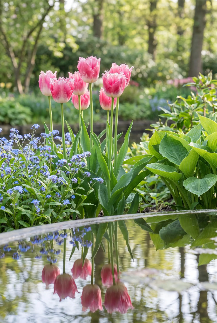 Tulipa Fancy Frills — in de border