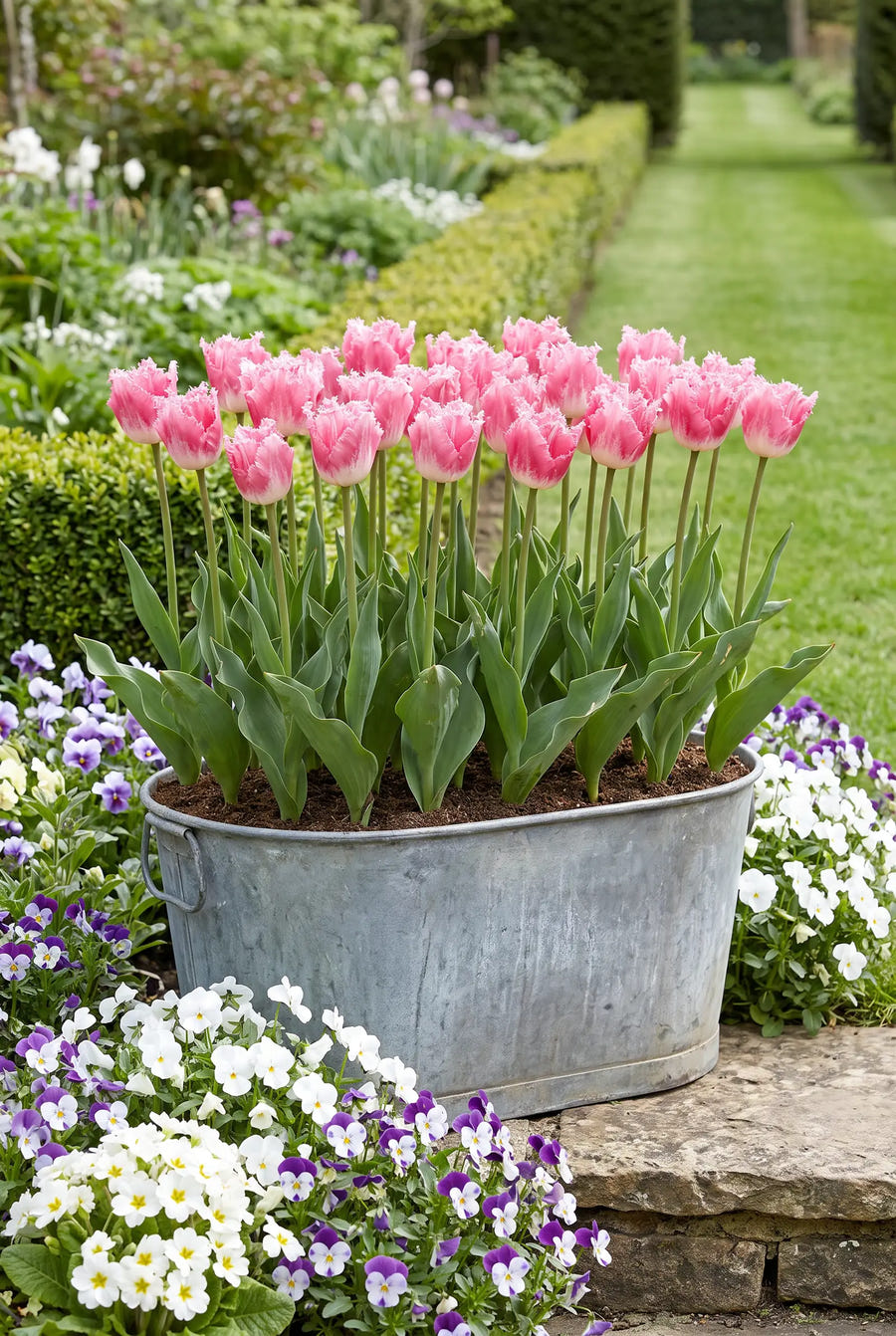 Tulipa Fancy Frills — in pot op terras