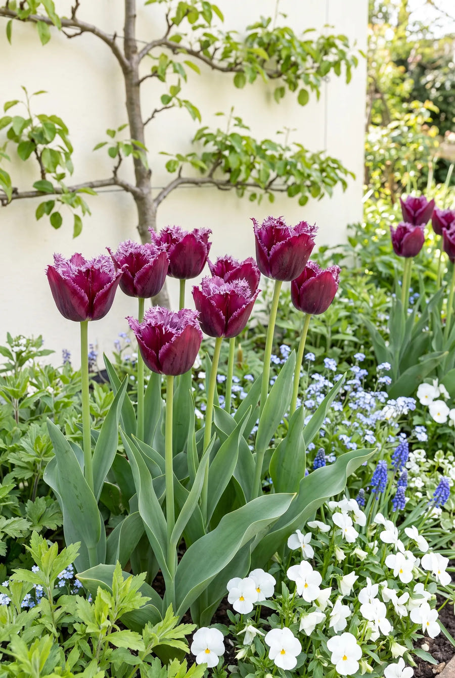 Tulipa Gorilla — in de border