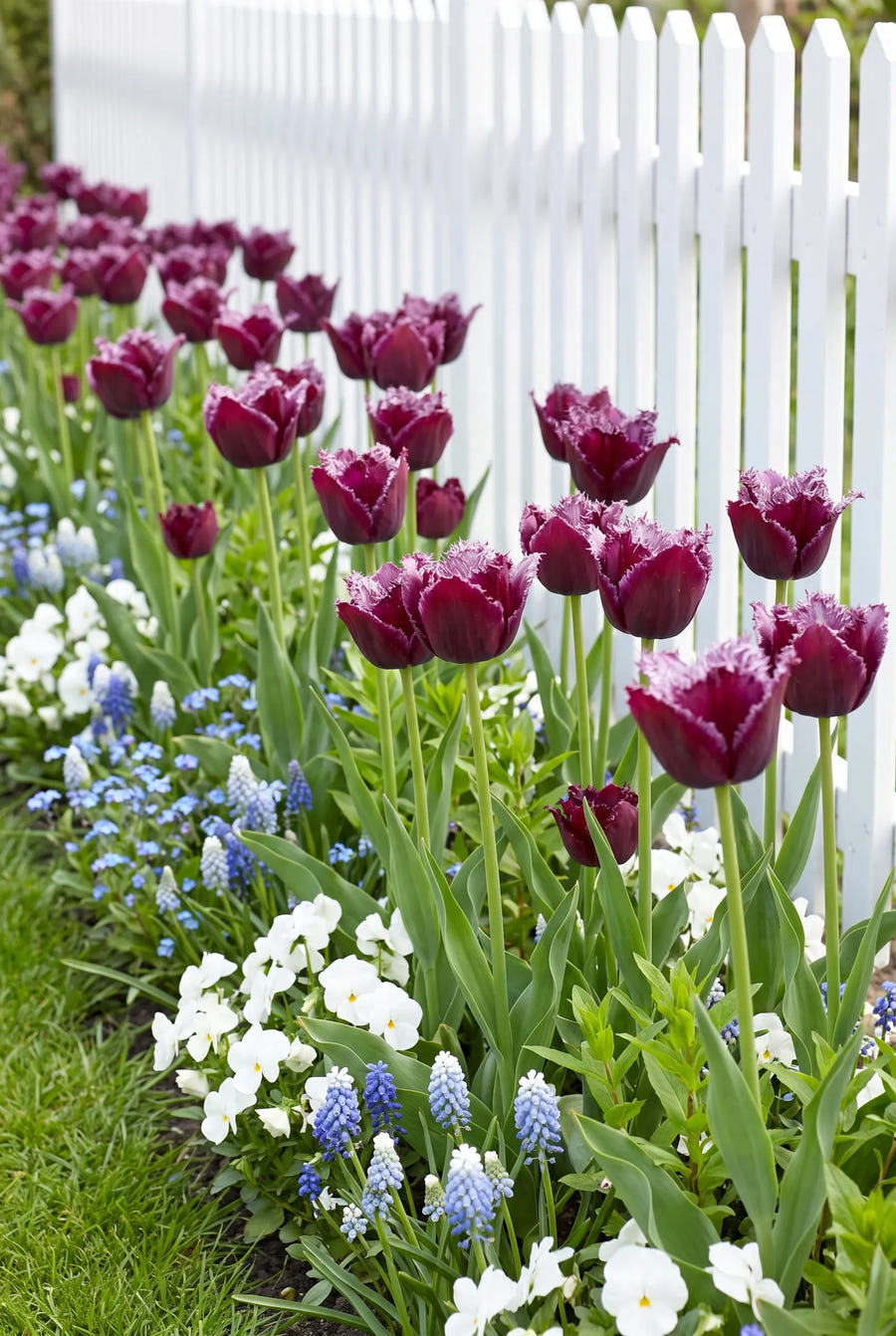 Tulipa Gorilla — groep in de tuinborder