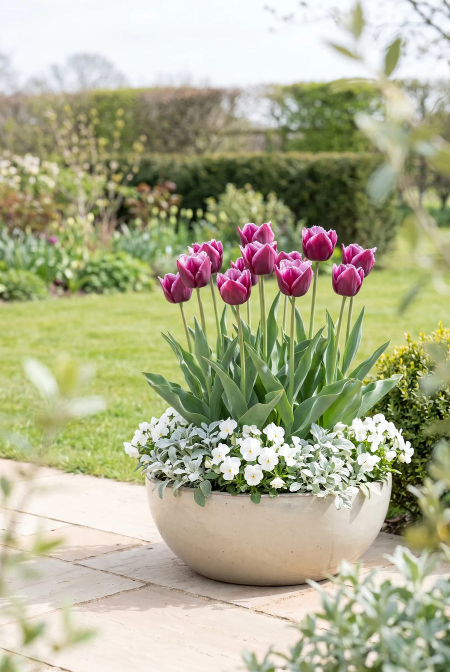 Tulipa Gorilla — in pot op terras