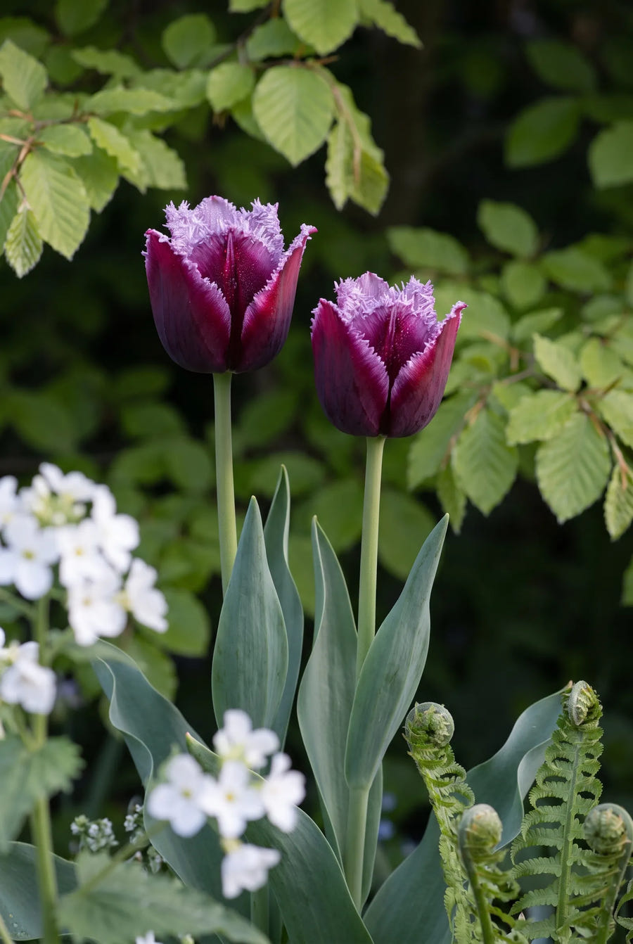 Tulipa Gorilla — sfeerbeeld
