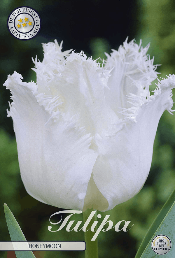 Tulipa Honeymoon