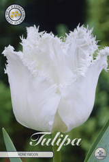 Tulipa Honeymoon
