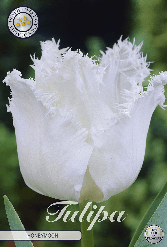 Tulipa Honeymoon