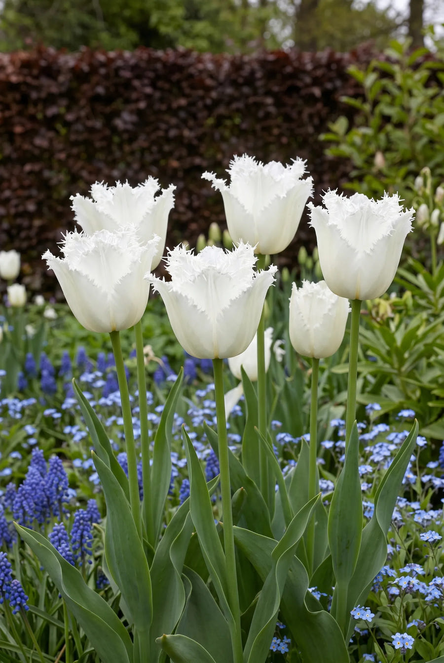 Tulipa Honeymoon — in de border