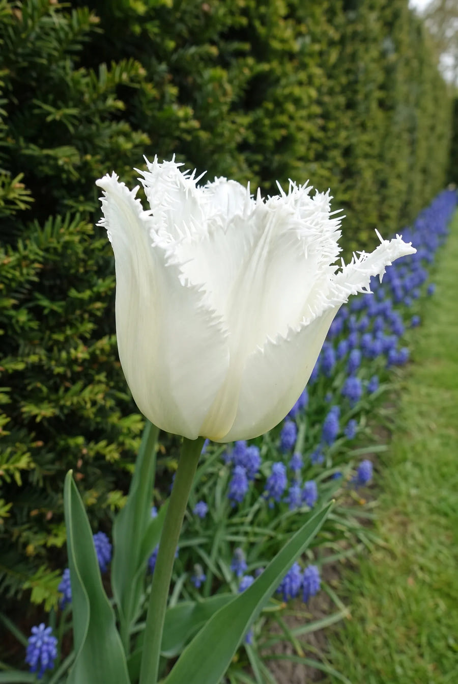 Tulipa Honeymoon — close-up van de bloem