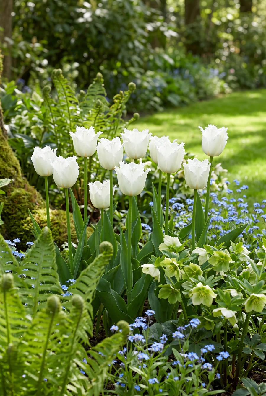 Tulipa Honeymoon — groep in de tuinborder
