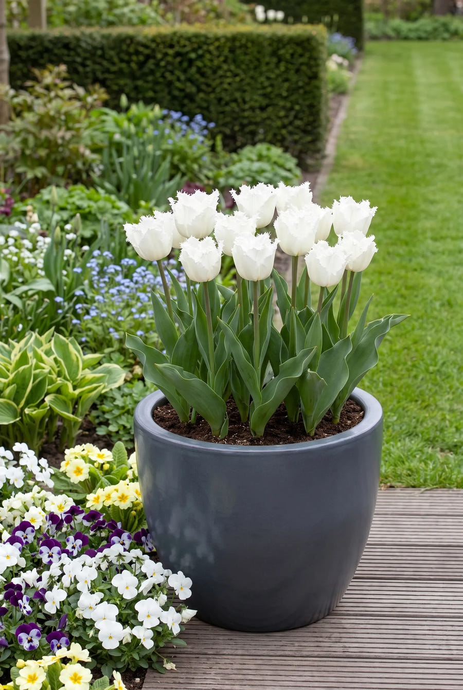 Tulipa Honeymoon — in pot op terras